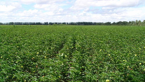 新疆魯泰豐收棉業有限責任公司與銀河棉業 助力中國棉花產業高質量發展